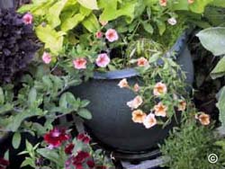 Container with salmon flowered Callibrachoa surrounded by other choice annuals