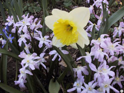 Daffodil and Chionodoxa