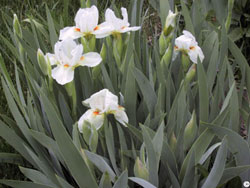 divide crowded iris