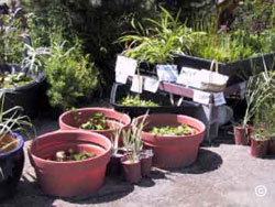Water garden plants for sale in nursery
