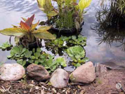 Potted cannas at edge of pond