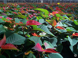 Red Poinsettias in greenhouse