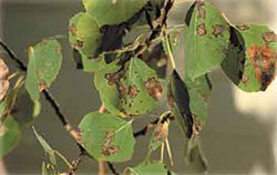 Marssonina populi on aspen leaves