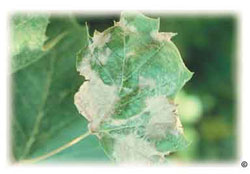 Anthacnose symptoms on sycamore leaf