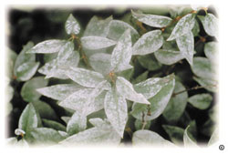 Powdery mildew on Chinese lilac leaves