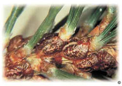 Mature female striped pine scales