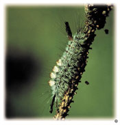 Douglas-fir tussock moth larva