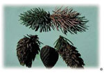 Spruce galls produced by Cooley spruce gall