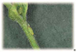 Honeylocust plant bug nymph