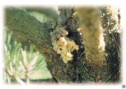 Typical sap mass at wound site produced by Zimmerman pine moth