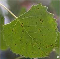 Marssonina leaf spot on cottonwood