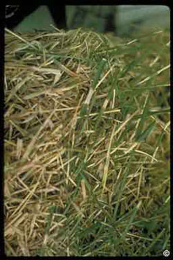 Dollar spot of turfgrass