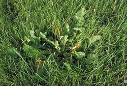 Controlling broadleaf weeds in lawns