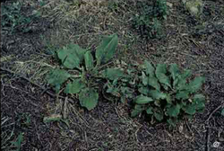 1526 - Fall Lawn Weed Control - PlantTalk ColoradoPlantTalk Colorado