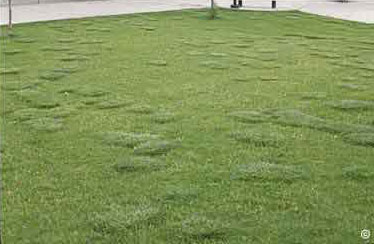 Tall fescue as a weed in bluegrass lawns