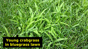 Controlling weedy grasses in lawns