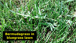 Bermudagrass in bluegrass lawn