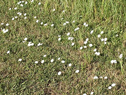 Bindweed in lawn