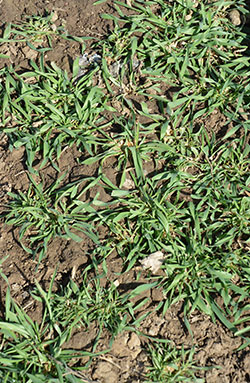 1607 - Cover Crops: Winter Rye - PlantTalk ColoradoPlantTalk Colorado