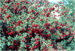 russian hawthorn fruit