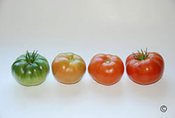 Tomato Stages
