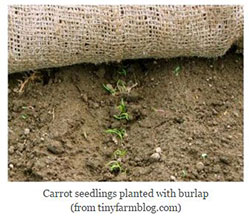 carrot seedlings planted with burlap