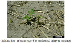 Baldheading of beans caused by mechanical injury to seedlings