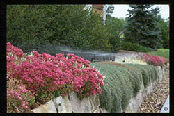 Xeriscape efficient irrigation