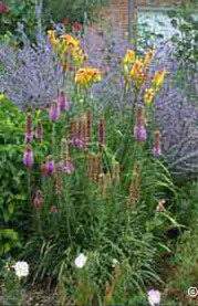 Xeriscape annuals and perennials