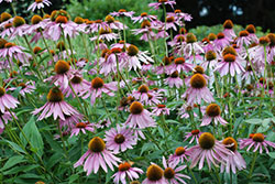 Purple Coneflower