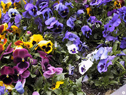 Pansies