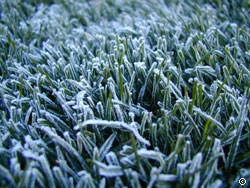 Spring Frost on Turf