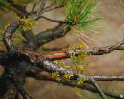 Lodgepole pine dwarf mistletoe plants