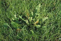 Broadleaf weeds in lawn