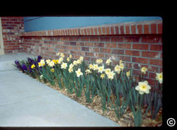 daffodil/hyacinth