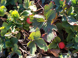 Strawberries in Autumn
