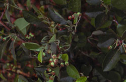 Serviceberries (developing fruit)