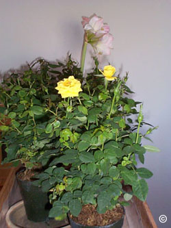 Amaryllis and mini rose