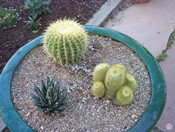 Cactus container
