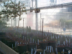 Hobby greenhouse bench system