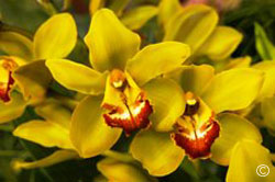 Yellow and red orchid
