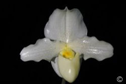Orchid: Paphiopedilum