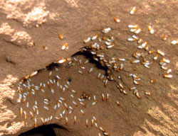 Are Termites a Problem in Colorado 