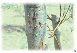 Fireblight canker with ooze on pear tree