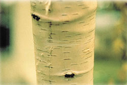 Raised areas of callous on birch trunk resulting from bronze birch borer tunneling
