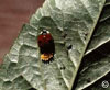 Twospotted lady beetle