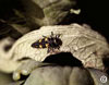 Typical lady beetle larva