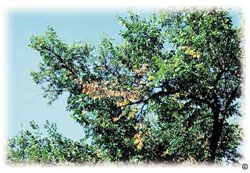 Dutch elm disease flagging in elm tree