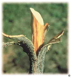 Dutch elm disease discoloration in elm wood