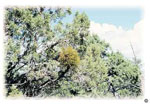 Phoradendrom juniperunum brooms on juniper